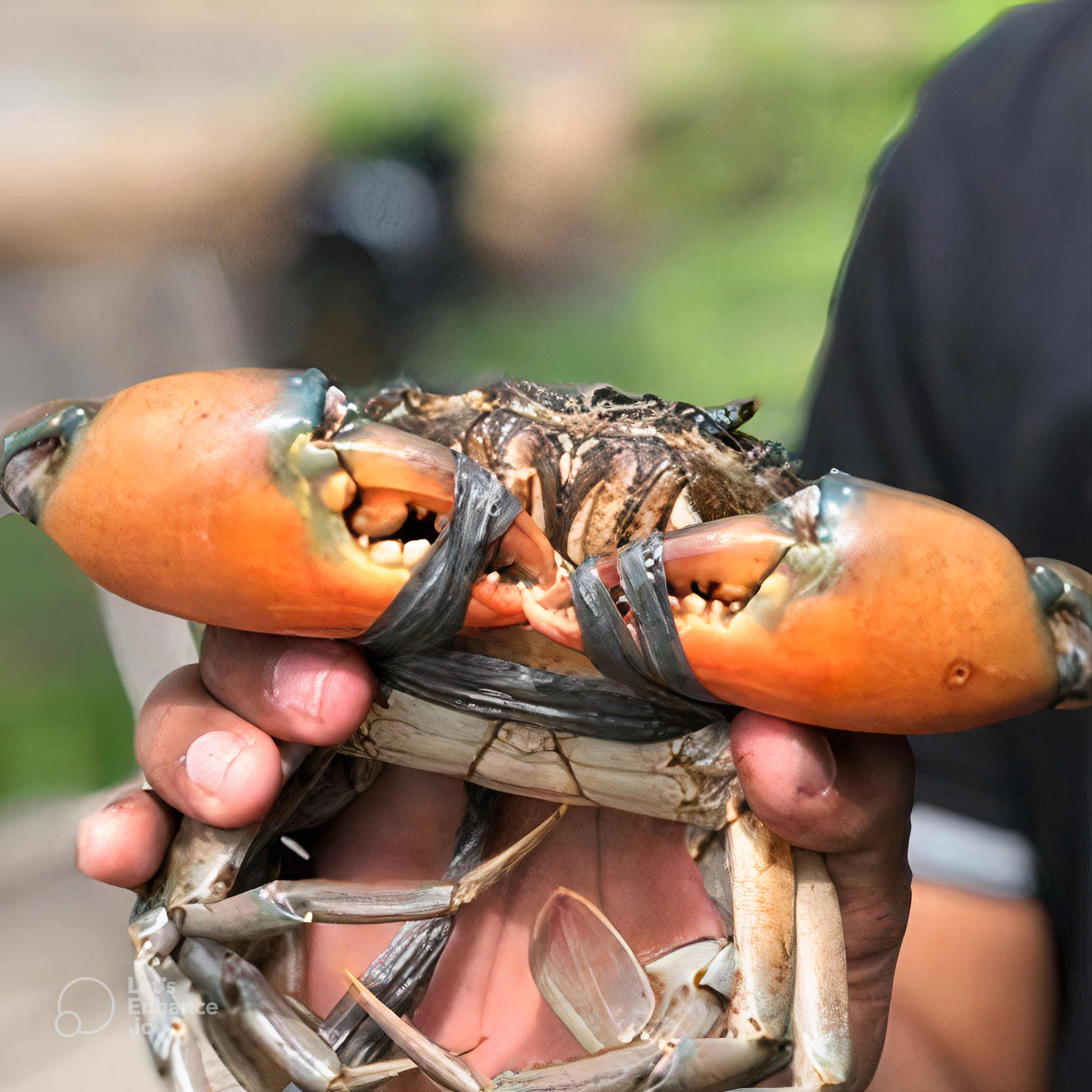 Kepiting A