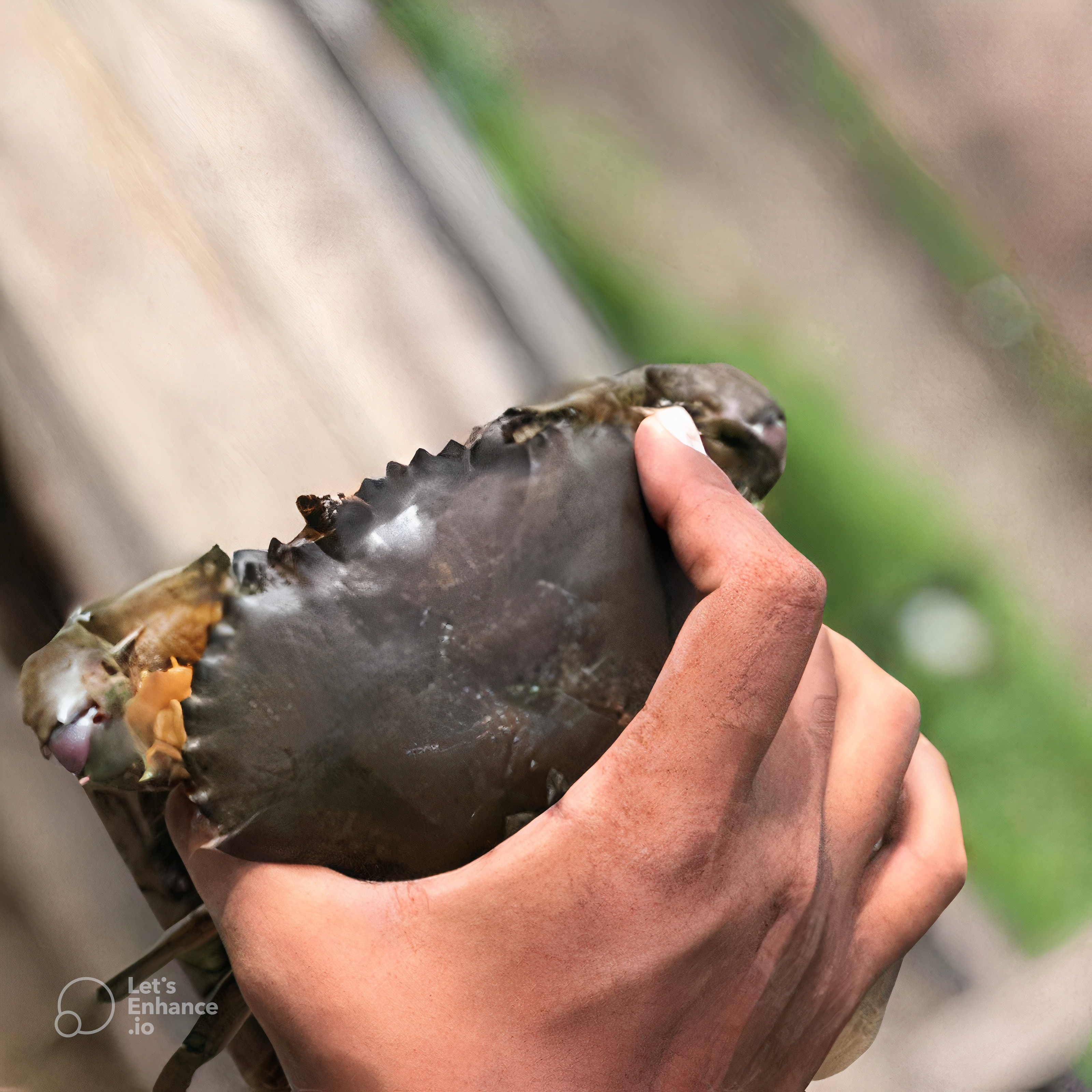 Kepiting AA