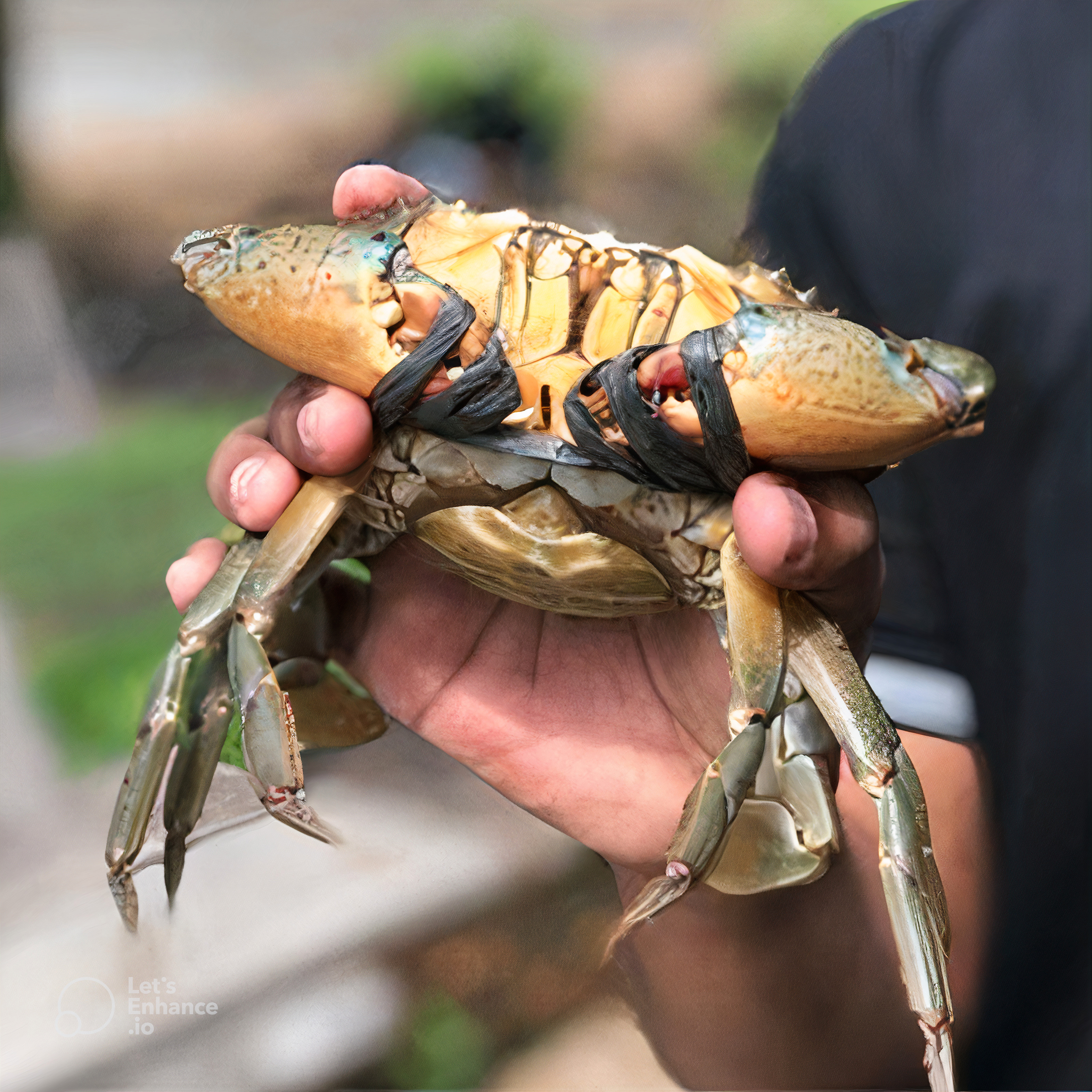 Kepiting Jumbo
